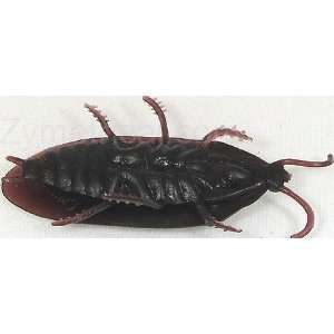  Single Fake Roaches Prank Novelty Cockroach Bugs Look Real 