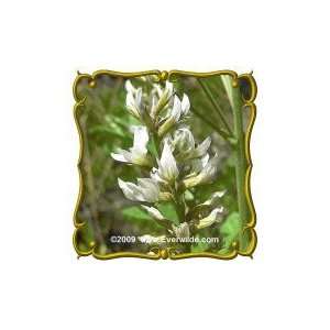  1/4 Lb   Wild Licorice   Bulk Wildflower Seeds: Patio 