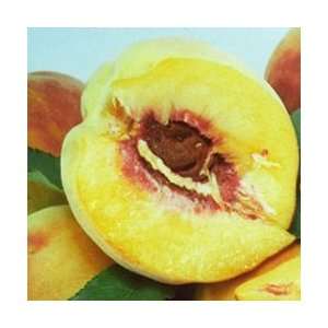  Garden Gold Peach Tree Patio, Lawn & Garden