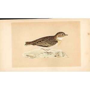  Short Toed Lark British Birds 1St Ed Morris 1851