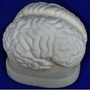 Model Anatomy Professional Medical Brain Model 3 Parts IT 042 ANGELUS