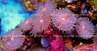 Live Coral   Ultra Blink Blink Zoanthid Polyp Colony  