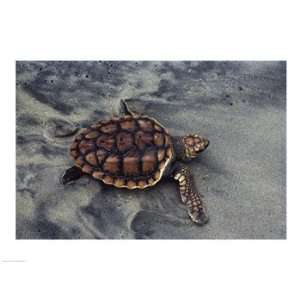  Loggerhead Turtle (Yearling) 24.00 x 18.00 Poster Print 