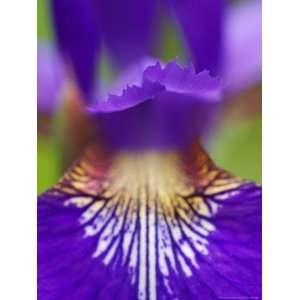  Hybrid Iris, Great Smoky Mountains, North Carolina, USA 