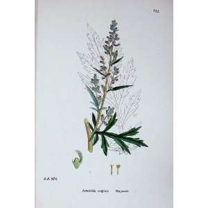   Sowerby Plants C1902 Mugwort Artemisia Vulgaris Colour