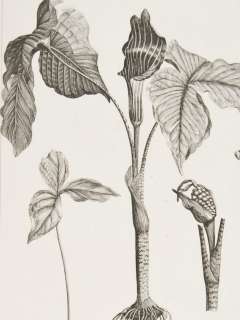 Dodart & Robert 1719 Framed Botanical Arum, Dracunculus  