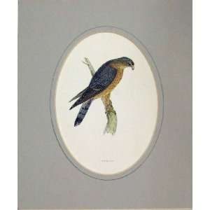  1860 Hand Coloured Antique Print Bird Prey Merlin: Home 