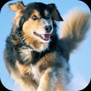   Cute Puppies Live Wallpaper by WDA