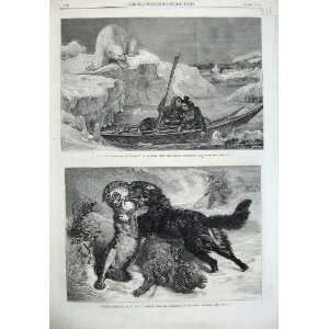   Lapland Lovers Cape North 1866 Dog Fighting Wolf Sheep