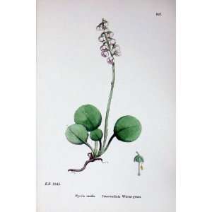  Botany Plants C1902 Intermediate Winter Green Pyrola: Home 