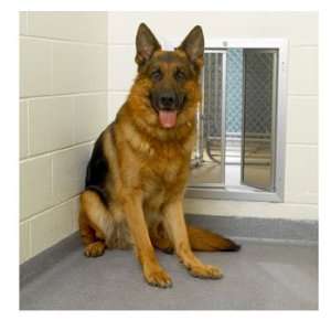    Plexidor® Wall Mount Pet Door for Extra Large Dogs: Pet Supplies
