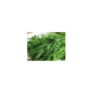  Todds Seeds   Herb   Dill Bouquet Herb Seed, Sold by the 