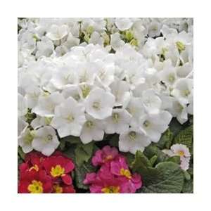  Bellflower   White Clips perennial flower Patio, Lawn 