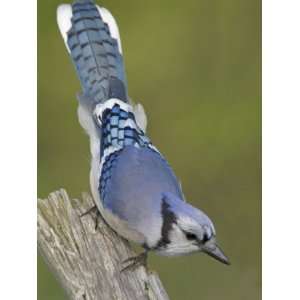  Close up of Blue Jay on Dead Tree Limb, Rondeau Provincial Park 