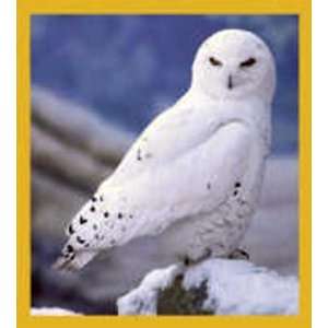  Magnetic Bookmark White Owl, Beautiful Design and Colorful 