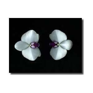  Purple And White Moth Orchids Miami Florida Giclee Print 