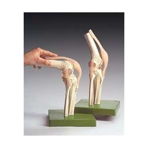  Functional Model of the Knee Joint