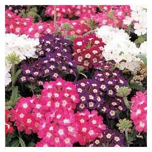   100 MIXED COLORS VERBENA Hortensis Flower Seeds: Patio, Lawn & Garden