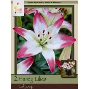  Honeyman Farms Asiatic Lily Lollypop Pack of 2 Bulbs 