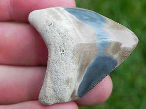 Polished Bone Valley Megalodon Tooth NICE WHITE & BLUE!  