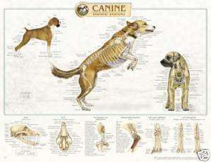 Canine Skeletal Anatomy Wall Chart #92515 Dog  