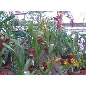 Oncidium Alliance Orchid Hybrids, Economy Special Collection  