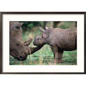  White Rhinceros with Young, Tala Private Game Reserve 