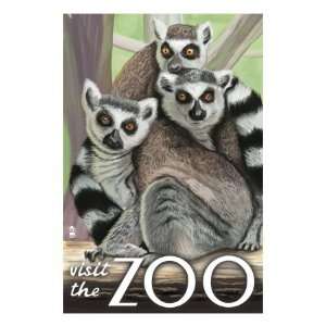  Visit the Zoo, Ring Tailed Lemurs Premium Poster Print 