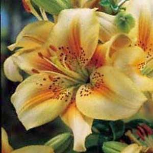  Luxor Asiatic Lily 3 Bulbs  Apricot Hues Patio, Lawn 