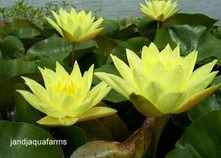   and J Aquafarms hardy water lily lovely brilliant blooms Quality