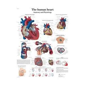 Human Heart   Anatomical Chart:  Industrial & Scientific