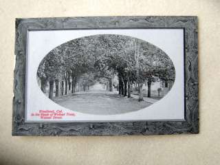Woodland CA Shade of Walnut Trees,WalnutSt EARLY 1900s  