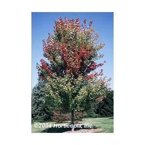  Autumn Blaze® Red Maple Tree Patio, Lawn & Garden