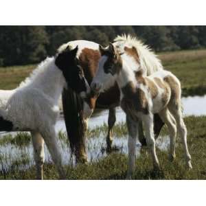 Two Wild Pony Foals Interacting near a Grazing Adult Photographic 