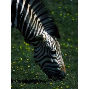  Hartmans Mountain Zebra Foals Head Grazing Stretched 