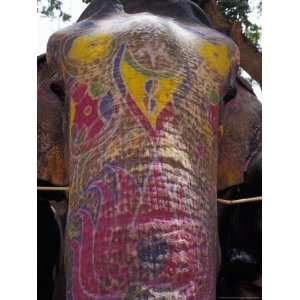  The Painted Face and Trunk of a Working Asian Elephant 