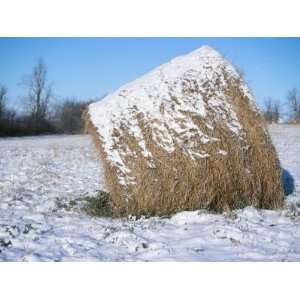  Round Bale of Straw Covered in Snow in a Field in Winter 