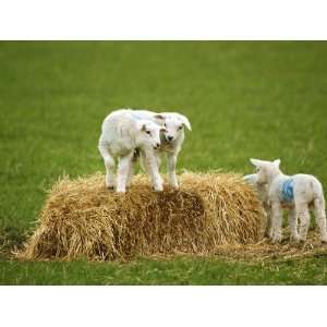  Sheep, Lambs Playing on Straw Bale, Scotland Stretched 