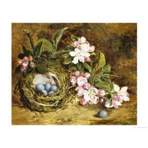 Apple Blossom and a Birds Nest Giclee Poster Print by H. Barnard Grey 