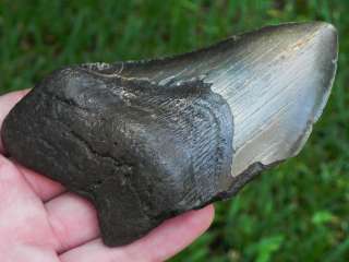 75b Miocene Megalodon fossil shark tooth GREAT COLORS  
