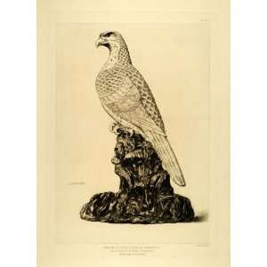  1883 Etching Aquatint Porcelain Falcon Mikavadji Henri 