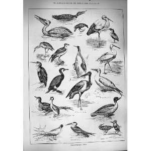    1884 Fish Birds Stork Osprey Darter Grebe Gosander