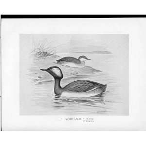    Birds Frohawk Drawings Antique Print Eared Grebe: Home & Kitchen
