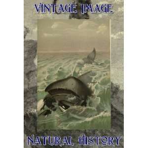   Key Ring Vintage Natural History Image Greenland Whale Under Attack