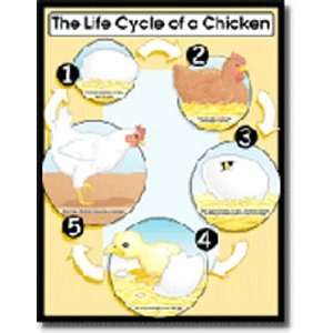    CARSON DELLOSA CHARTLET THE LIFE CYCLE CHICKEN: Office Products