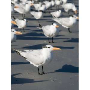 Royal Tern Birds on Beach, Sanibel Island, Gulf Coast, Florida Animal 