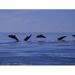  Striped Dolphins, Porpoising, Azores, Portugal Stretched 