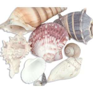  Sea Shell Mixes Medium Arts, Crafts & Sewing