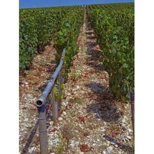  Bougros, Grand Cru Vineyard with Water Tubes, Chablis, France 