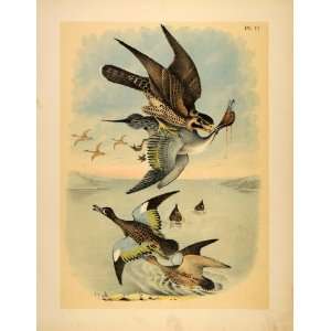  1881 Chromolithograph Falcon Hawk Pintail Duck Birds 
